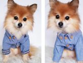 Best Toronto-Made Gifts for Dogs & Dog Lovers